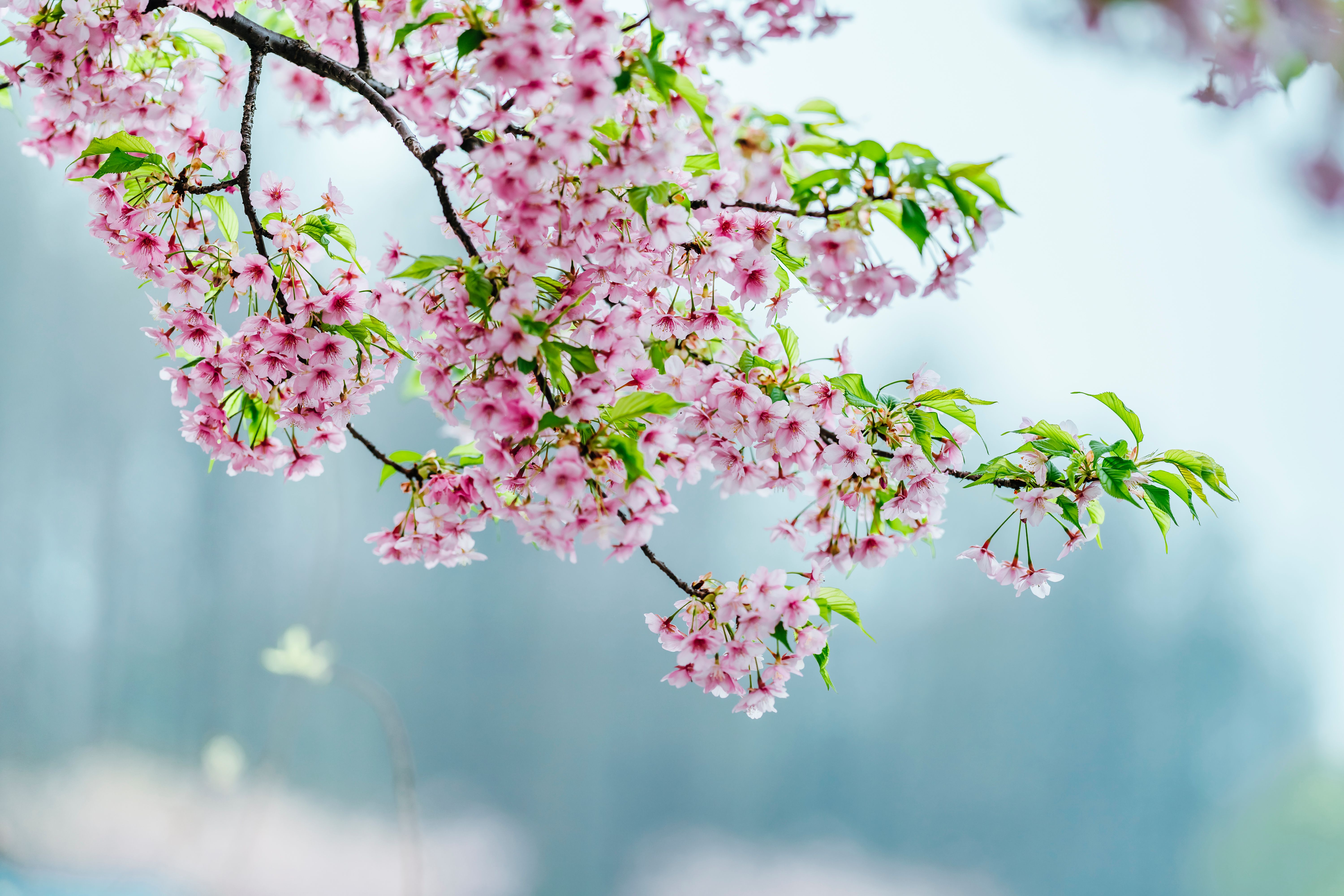 Une branche de cerisier aux délicates fleurs roses, photographiée dans la nature