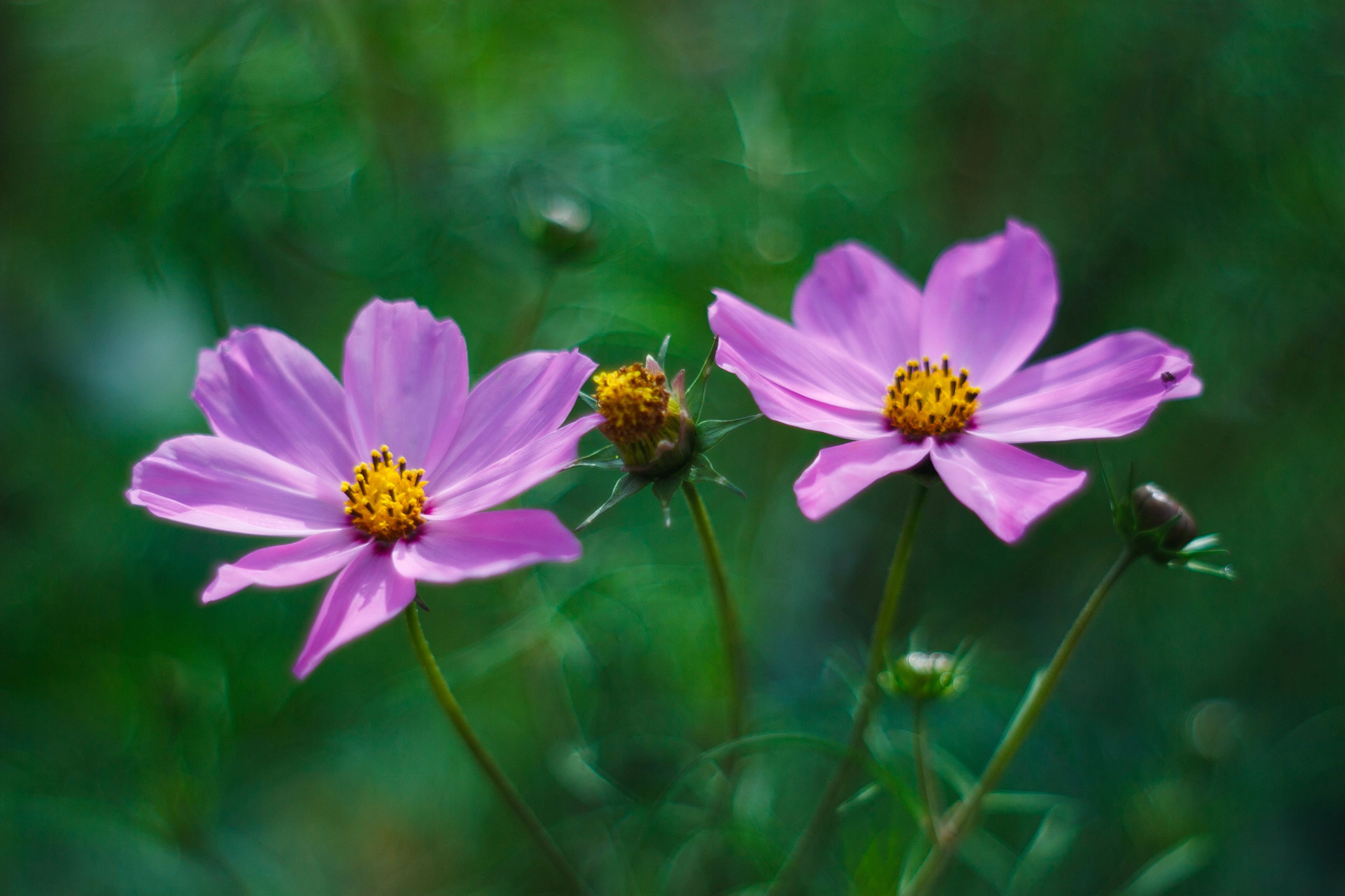 Des fleurs de cosmos roses épanouies dans un jardin verdoyant