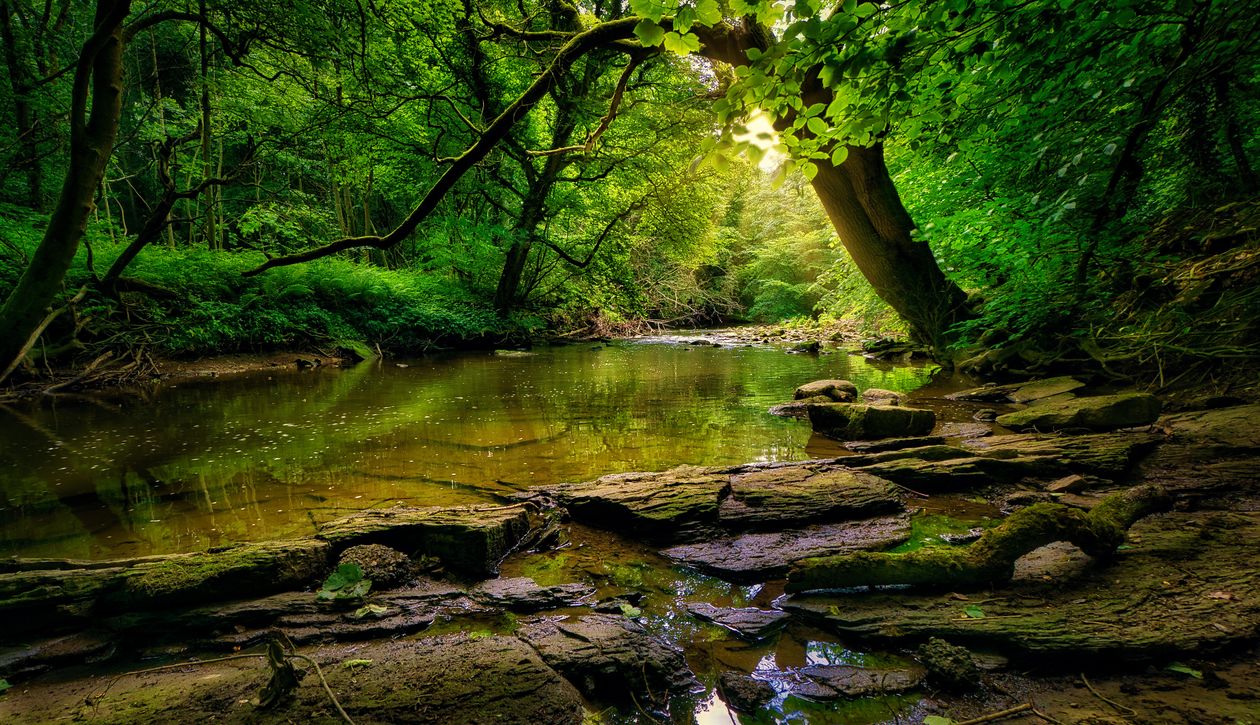 Une rivière paisible au cœur d’une forêt, baignée de lumière naturelle